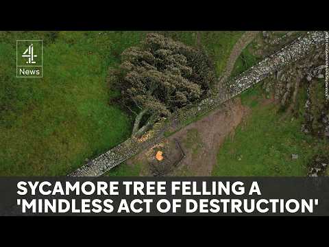 Two men found guilty of chopping down Sycamore Gap tree