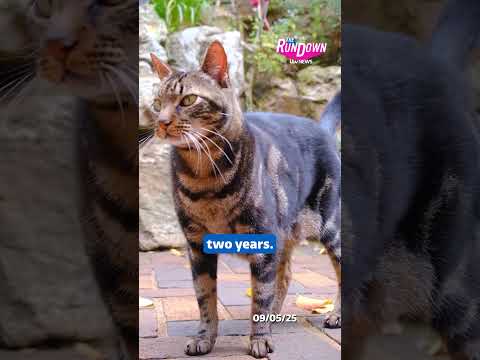 Are you a cat person or a dog person?  #itvnews #therundown
