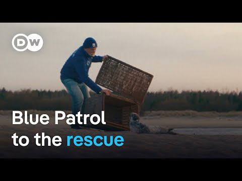 On patrol with Poland’s baby seal rescuers | Focus on Europe