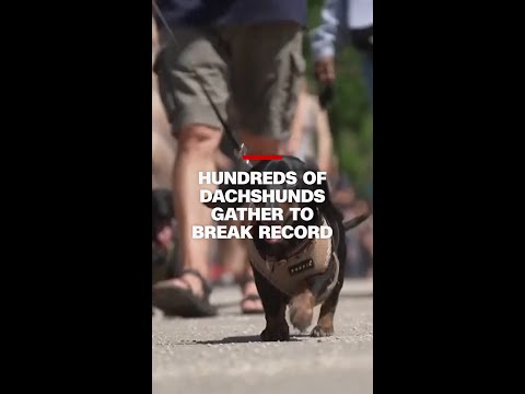 Hundreds of dachshunds gather in Hungary in record breaking attempt