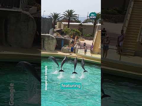 Two orcas are trapped in an abandoned French marine park — circling ‘crumbling’ tanks for months.