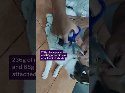 Cat used to smuggle drugs into prison