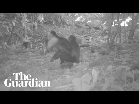 ‘Monkey kidnappings’: footage shows capuchin monkeys carrying baby howler monkeys