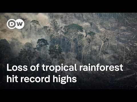 Is the Amazon transitioning from tropical forest to dry savanna? | DW News