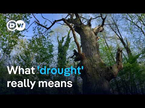 Why drought means more than just “no rain” | DW News