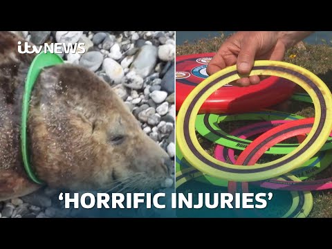 Warnings to stop using ring-style frisbees amid concerns for seal safety | ITV News