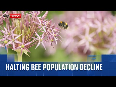 How tagging trees could help scientists stop bee populations declining