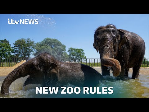 Animals to get more space as the Government unveils new Zoo and Aquarium rules | ITV News