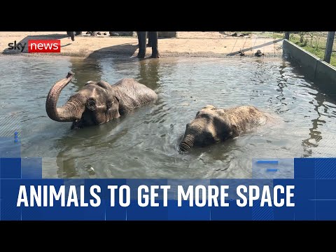 Zoo animals to get more space under new welfare changes