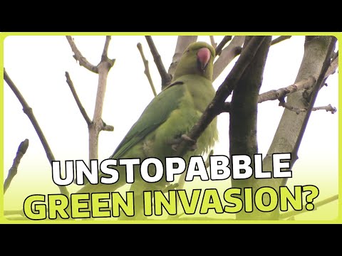 A green invasion? The ‘unstoppable’ rise of parakeets | What You Need To Know | ITV News