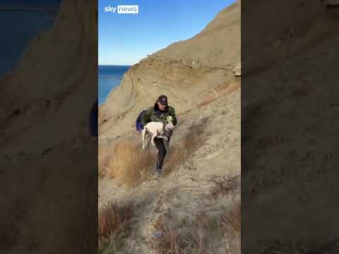 Dog rescued from sheer hillside