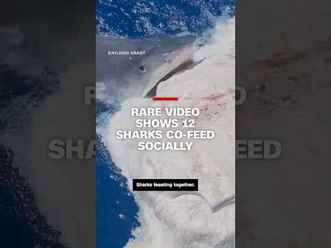 Scavenging sharks’ peaceful response to rivals surprises observers