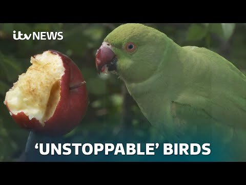 Invasive parakeets now ‘unstoppable’ as population size doubles in ten years| ITV News