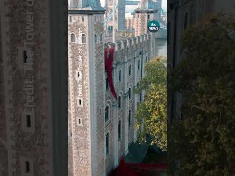 The display sees nearly 30,000 poppies return to the Tower, marking the sacrifices made by so many.