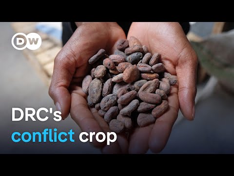 How cocoa in eastern DR Congo fuels conflict | DW News