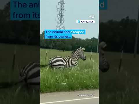 Runaway zebra apprehended | DW News