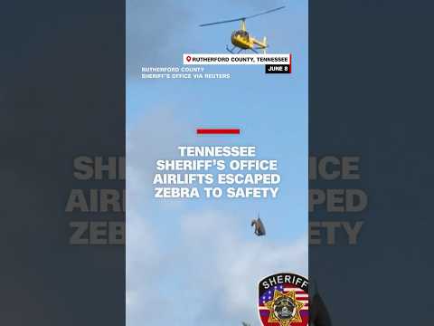Tennessee sheriff’s office airlifts escaped zebra to safety
