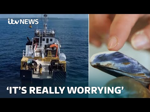 ‘Really worrying’ levels of acid in oceans is threatening marine life | ITV News