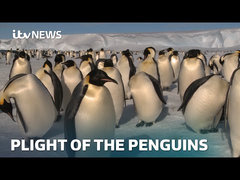 Emperor penguins face extinction by end of century as decline ‘worse than predicted’ | ITV News