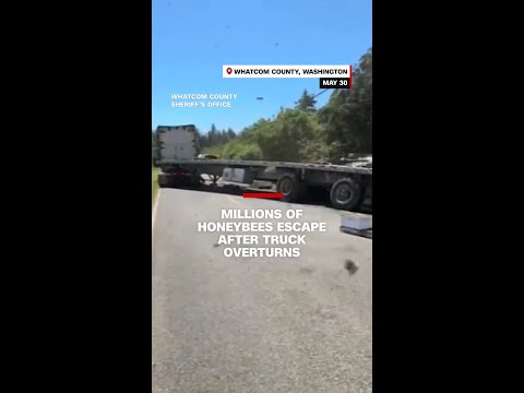 Millions of bees buzz around Washington state roads after truck overturns