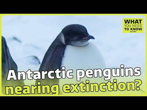 What Antarctic penguins’ poo tells us about global warming | WYNTK | ITV News