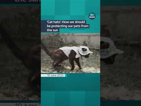 ‘Cat hats’: How we should be protecting our pets from the sun | ITV News