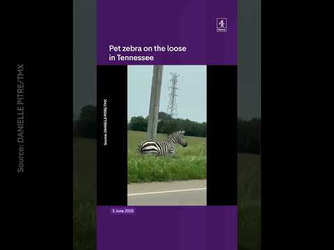 Zebra on the loose in Tennessee