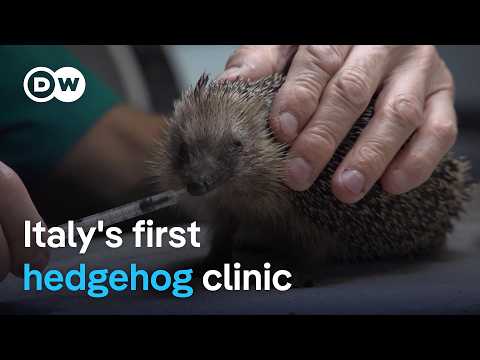 One man’s mission to save Europe’s hedgehogs | Focus on Europe