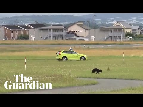 Bear on runway halts flights at Japanese airport
