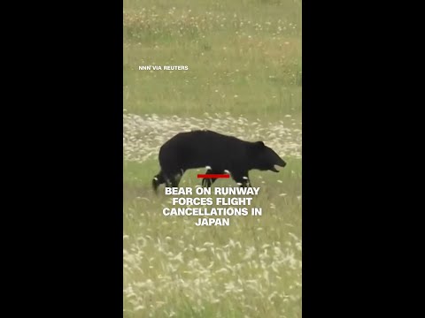 Bear on runway forces flight cancellations in Japan