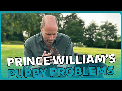 A bit of an own goal? Prince William’ and his puppy problems | Talking Royals | ITV News