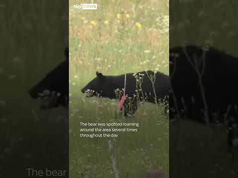 Bear on runway delays flights in Japan
