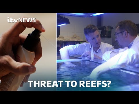Meet the Scientists calling for ‘Reef-Safe’ Sunscream | ITV News