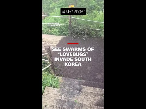 See swarms of ‘lovebugs’ invade South Korea