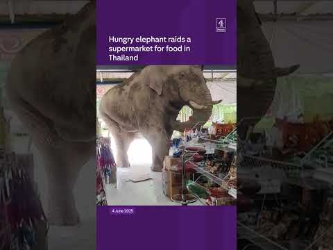 Hungry elephant raids a supermarket for food in Thailand