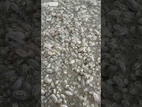 Sand fleas swarm Florida beach