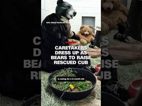 Caretakers dress up as bears to raise rescued cub