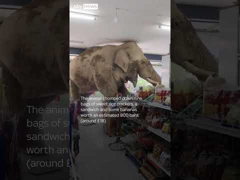 Hungry elephant storms shop