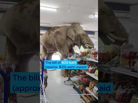 Thailand: Elephant satisfies hunger by visiting grocery shop | DW News