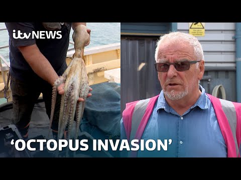 Octopus ‘invasion’ decimating crab numbers with fishermen reporting 50% reduction in hauls| ITV News