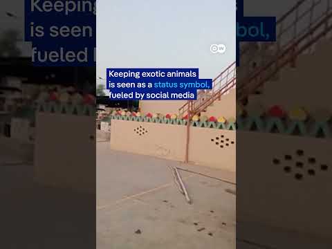 Pet lion attacks woman and children on a street in Lahore | DW News
