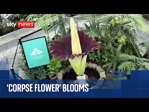 Rare ‘corpse flower’ that smells like rotting flesh blooms