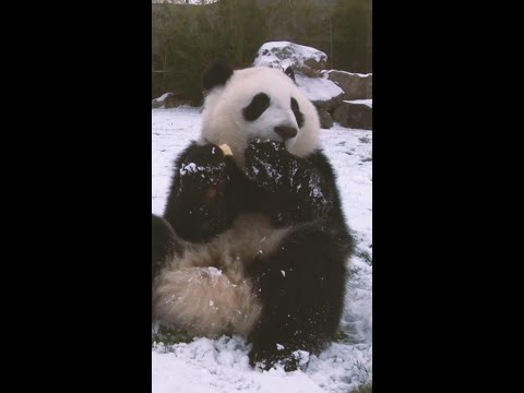 Pandemonium in Japan’s ‘panda town’