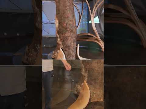 Largest part of Sycamore Gap tree goes on display