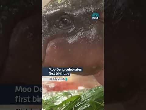 The world’s favourite pygmy hippo Moo Deng has celebrated her first birthday | ITV News