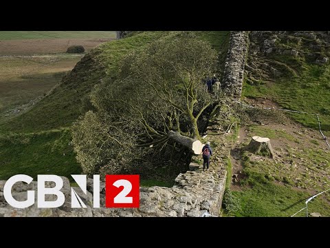 Starting Soon: Sycamore Gap tree sentencing – cameras in court live