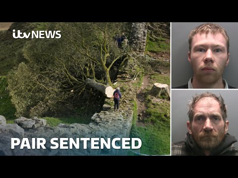 WATCH LIVE – Pair being sentenced for felling sycamore gap tree  | ITV News