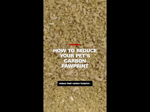 How to reduce your pet’s carbon pawprint