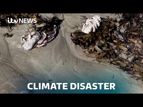 ‘Environmental Disaster’: Algal bloom decimating Australian coasts and industries | ITV News