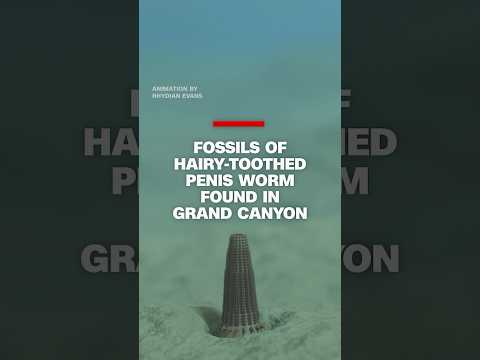Fossils of hairy-toothed penis worm found in Grand Canyon